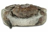Eocene Fossil Crab (Pulalius) - Washington State #345512-1